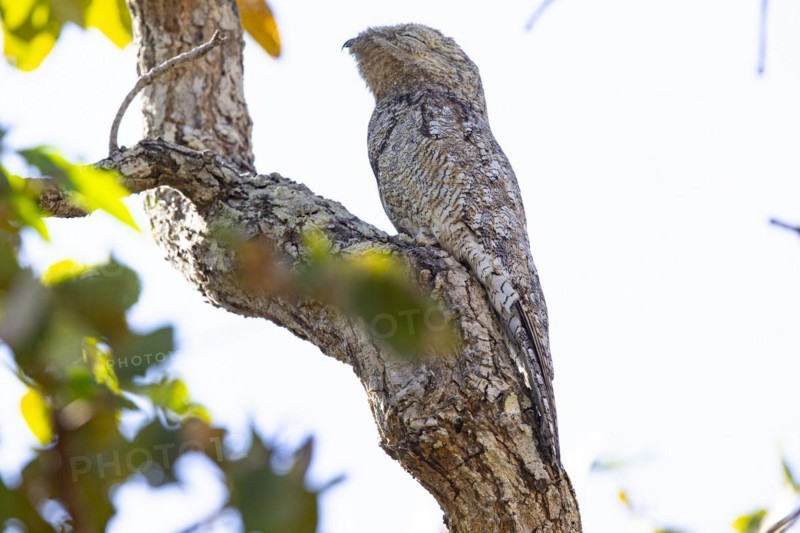 Great potoo (Nyctibius grandis) Pantanal Brazil