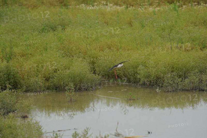 Black-winged Stilt, Himantopus himantopus, italy