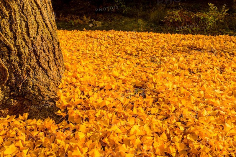 A tree trunk with a dense carpet of vibrant yellow ginkgo leaves around it, in South Korea