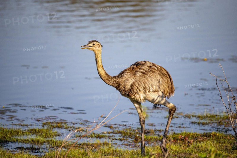 Nandu (Rhea americana) Pantanal Brazil