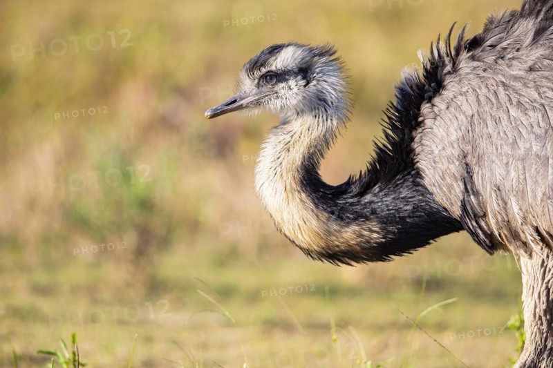 Nandu (Rhea americana) Pantanal Brazil