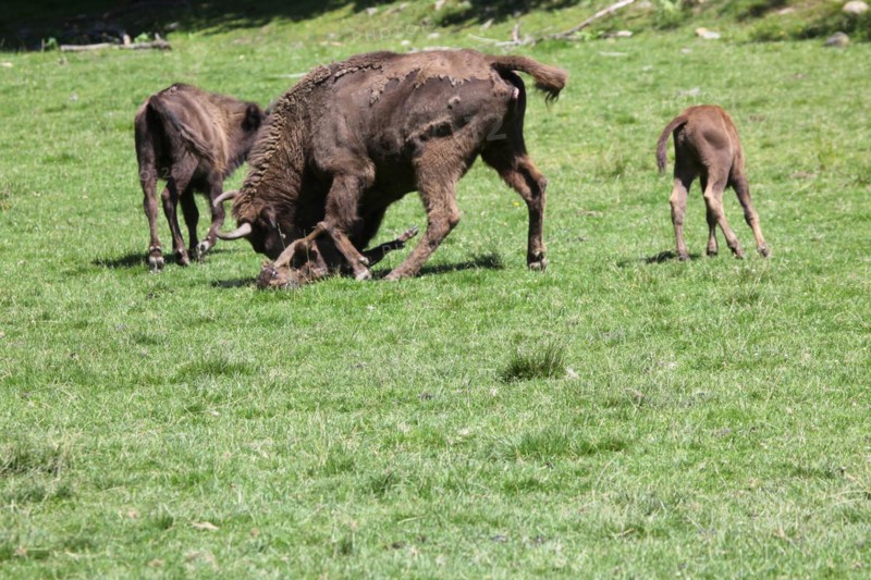 European bison (Bison bonasus) bull attacking helpless calf lying on the ground, captive, Sweden, Scandinavia, Europe