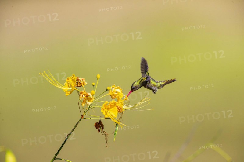 Golden Sapphire Hummingbird (Hylocharis chrysuria) Pantanal Brazil