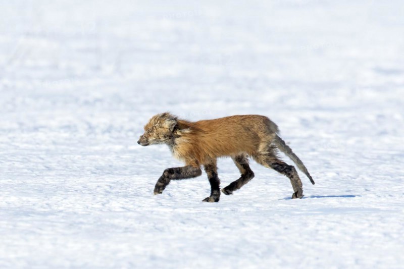 Red fox. Vulpes vulpes. Red fox affected with sarcoptic mange, a desease caused by the Sarcoptes scabiei mite. Province of Quebec. Canada