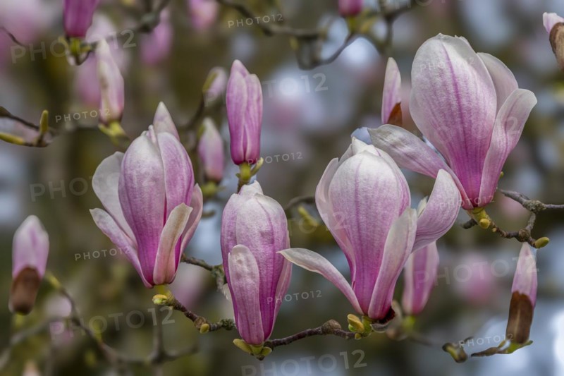 Blossoms of a magnolia (Magnolia), magnolia x soulangeana (Magnolia xsoulangeana), magnolia blossom, Offenbach am Main, Hesse, Germany, Europe