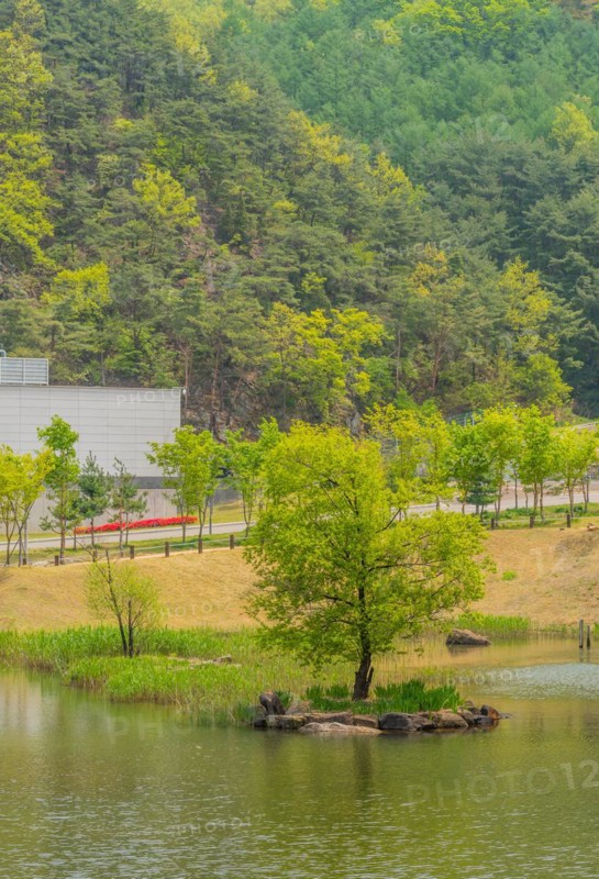 Tree on small man made island in center of lake with lush forest behind building in background in South Korea