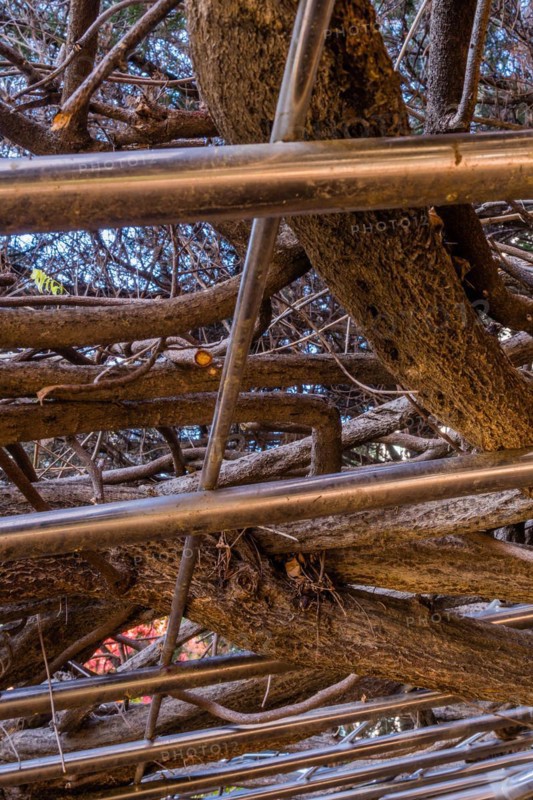 Tree branches densely interwoven with a metal pergola, in South Korea