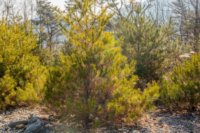 Sunlight shining through young pine trees in a forest with a bed of dry leaves, in South Korea