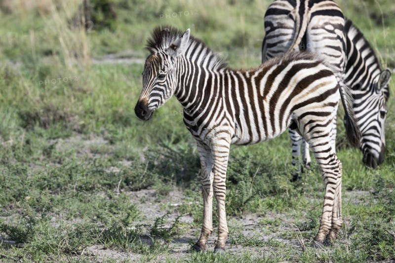 Plains zebra (Equus quagga) foal, Madikwe Game Reserve, North West Province, South Africa, RSA, Africa