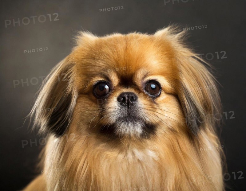 Dog, Pekingese, portrait, head only, puppies, dark background, AI generated, AI generated