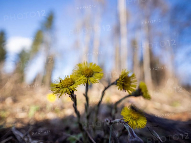 Coltsfoot (Tussilago farfara), Leoben, Styria, Austria, Europe