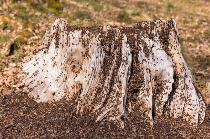 Ant colony on a tree stump in the sunshine an early spring day