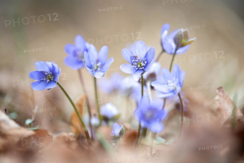 Common liverwort (Hepatica nobilis), flowers in the sunlight between leaves on the forest floor, Brandenburg, Germany, Europe
