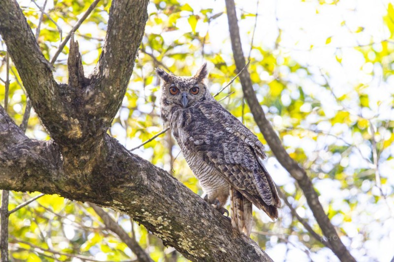 Virginia eagle owl (Bubo virginianus) Pantanal Brazil