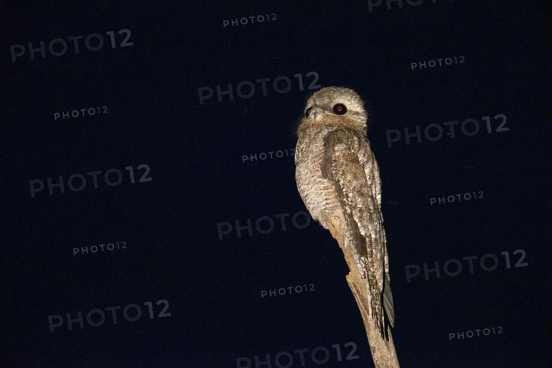 Great potoo (Nyctibius grandis) Pantanal Brazil