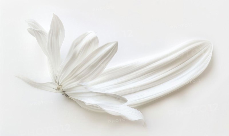 White paint brush stroke and white daisy flower on while background AI generated