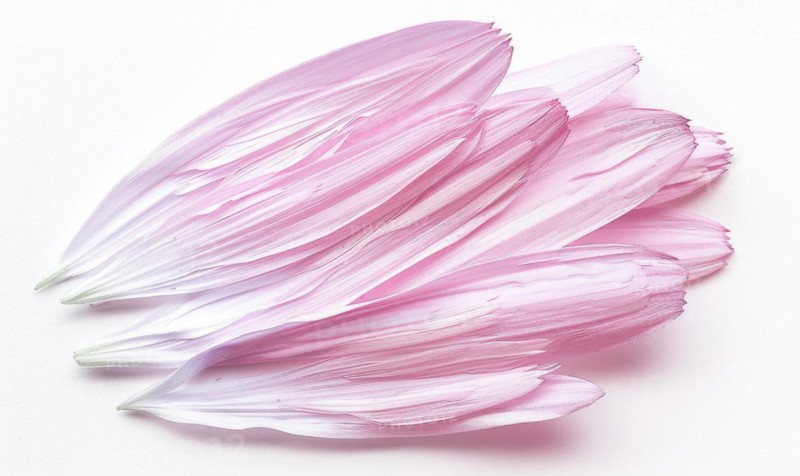 Pale pink daisy flower petals on white background AI generated