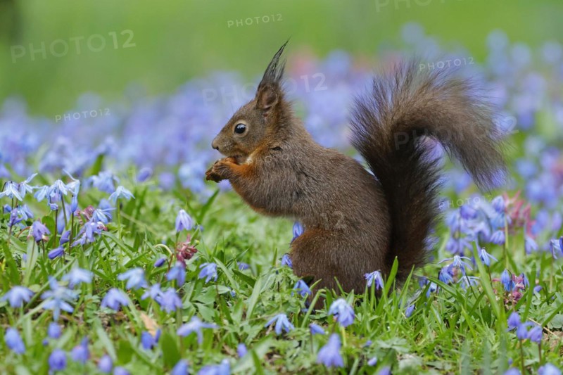 Dark eurasian red squirrel (Sciurus vulgaris) in a bluestar meadow, Hesse, Germany, Europe