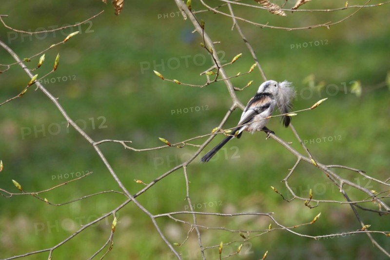 Long-tailed Tit, March, Germany, Europe