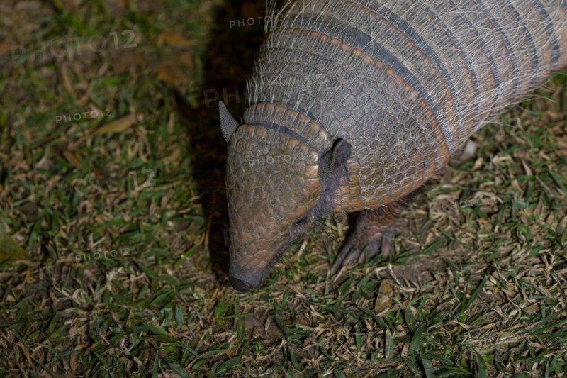 Giant armadillo (Priodontes maximus) Pantanal Brazil