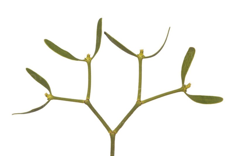 Branch of the pine mistletoe (Viscum laxum) with female flowers, a shoot semi-parasite, Valais, Switzerland, Europe