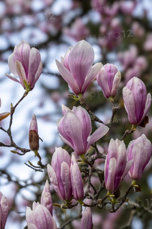 Blossoms of a magnolia (Magnolia), magnolia x soulangeana (Magnolia xsoulangeana), magnolia blossom, Offenbach am Main, Hesse, Germany, Europe