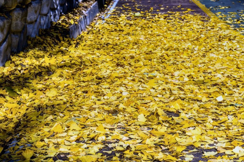 Yellow fallen leaves covering the ground, creating a vibrant autumnal texture, in South Korea