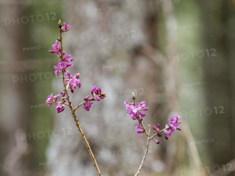 Mezereon (Daphne mezereum), near Tragoess, Styria, Austria, Europe
