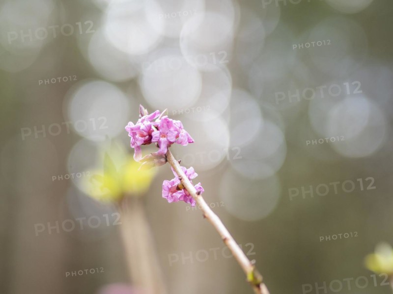 Mezereon (Daphne mezereum), near Tragoess, Styria, Austria, Europe