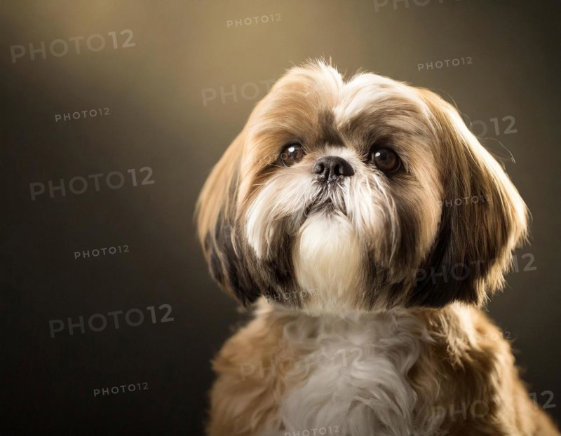 Dog, Shih-Tzu, portrait, head only, puppies, dark background, AI generated, AI generated