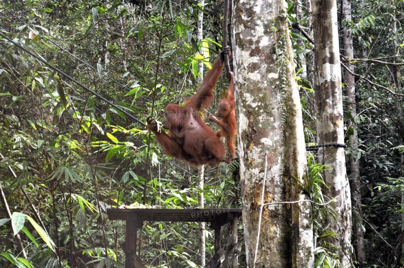 Semenggoh Nature Reserve, Pongo pygmaeus, sarawak, malaysia