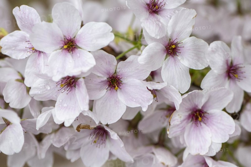 Japanese cherry (Prunus serrulata), Emsland, Lower Saxony, Germany, Europe