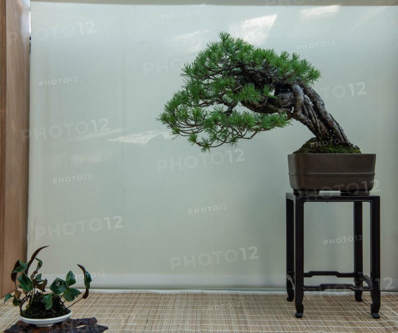 Bonsai
