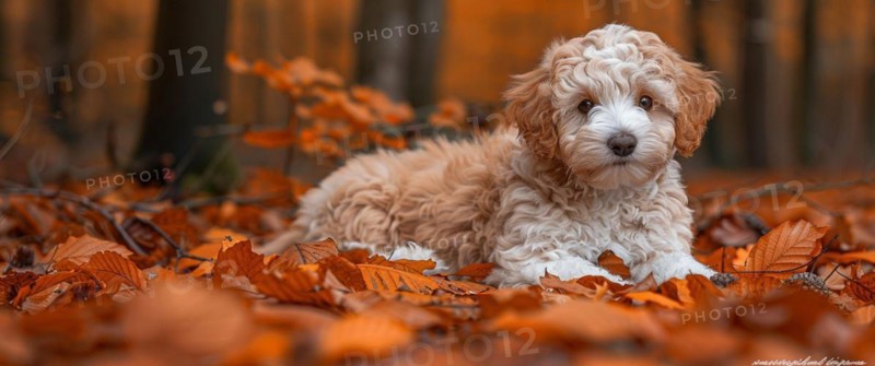 A cute Lagotto Emiliano truffle puppy dog with curly fur resting on autumn leaves, AI generated