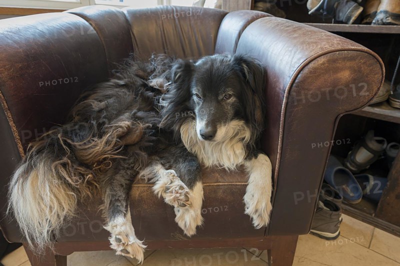 Old, tired Border Collie in his leather armchair, Mecklenburg-Vorpommern, Germany, Europe