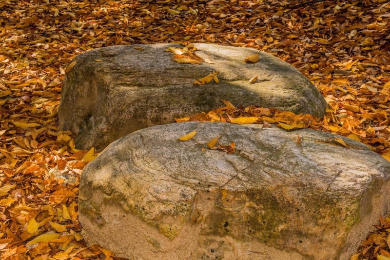 Textured boulders resting among fallen autumn leaves in a shaded area, in South Korea