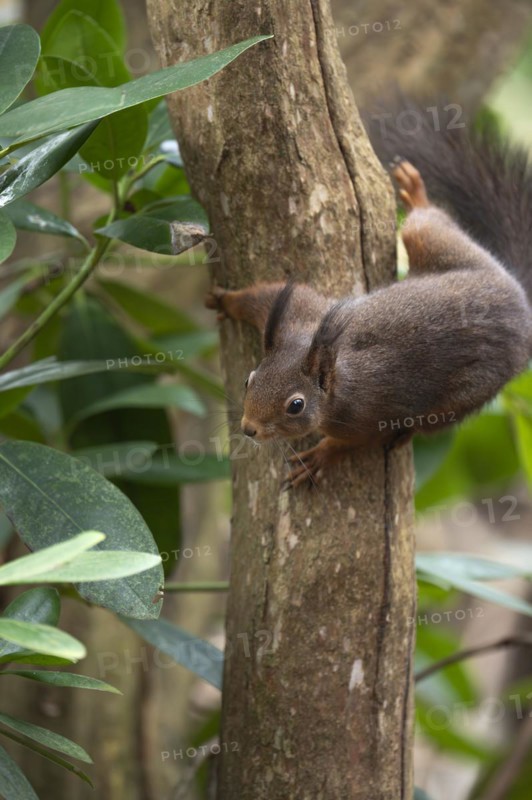 Eurasian red squirrel (Sciurus vulgaris), running down a thicker curved branch, looking down to the left, brush ears, winter fur, surrounded by green leaves, Ruhr area, Dortmund, Germany, Europe
