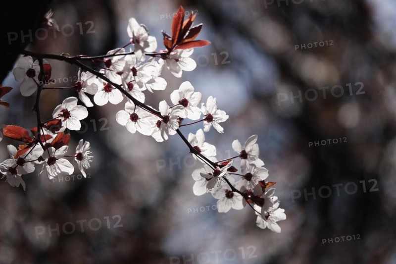 Ornamental cherry in bloom, March, Germany, Europe