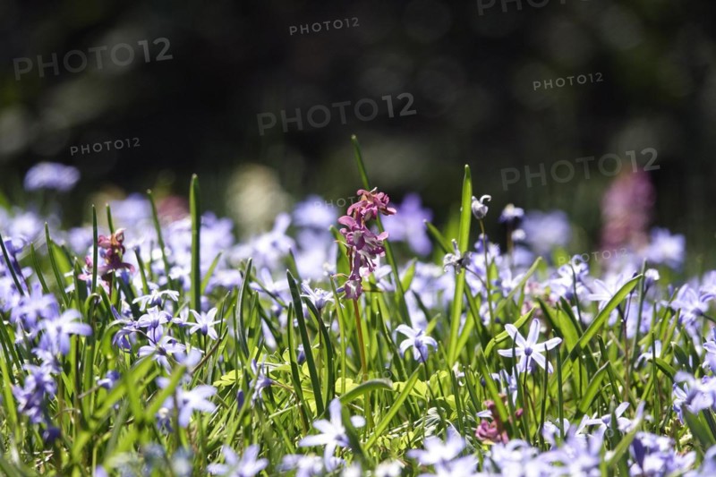 Corydalis and Scilla, March, Germany, Europe