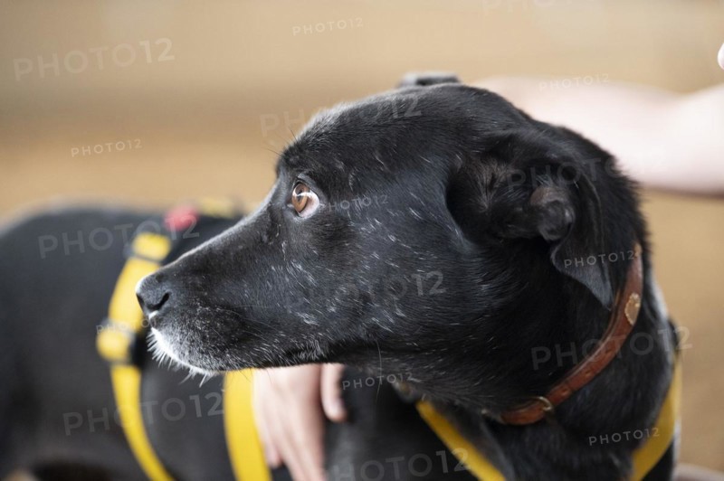 Domestic dog (Canis lupus familiaris), black, female, older, grey muzzle, brown eyes, being hugged carefully by a child, animal welfare dog, with double guard, looking to the left, yellow harness, close-up, background light brown blurred, Hesse, Germany, Europe