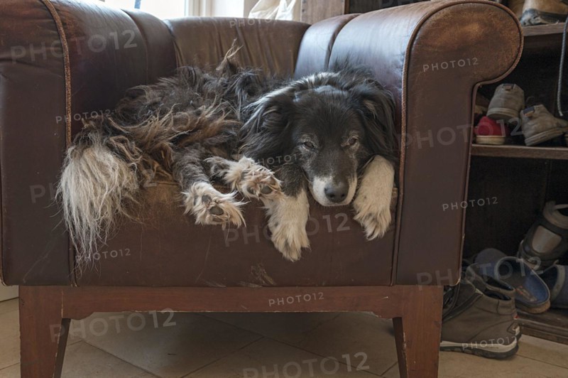 Old, tired Border Collie in his leather armchair, Mecklenburg-Vorpommern, Germany, Europe