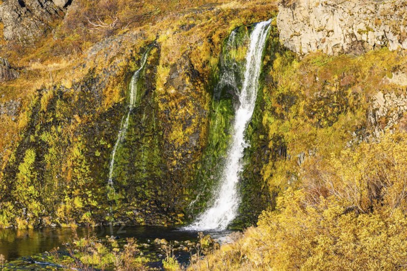 Small foaming waterfalls cascading from a rock face, in the evening light, Sudurland, Iceland, Europe
