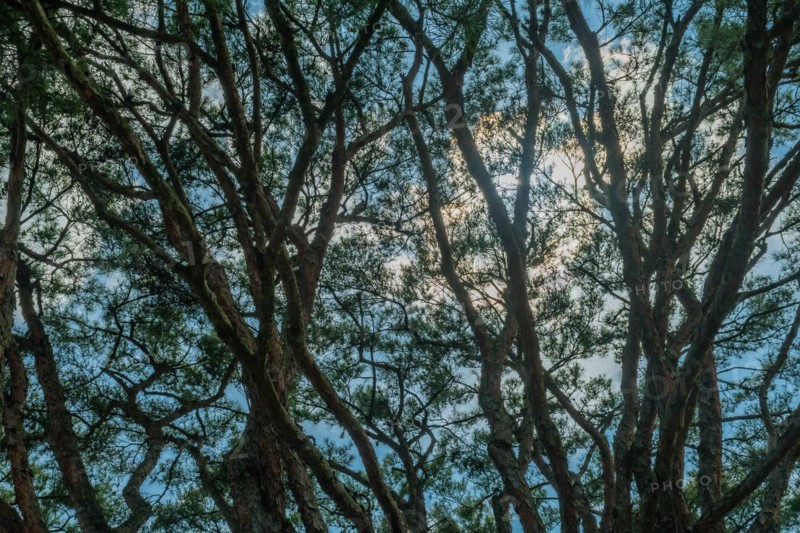 View of a blue sky through the dense, interlaced branches of green trees, in South Korea