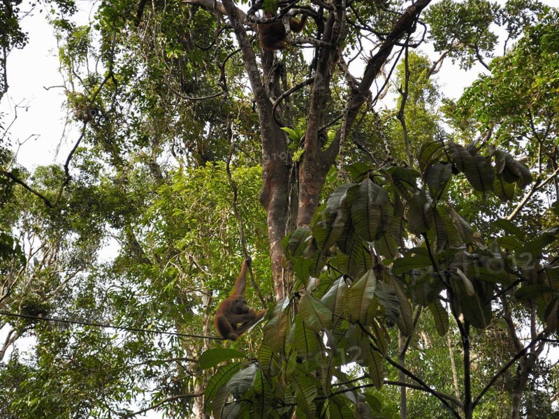 Semenggoh Nature Reserve, Pongo pygmaeus, sarawak, malaysia