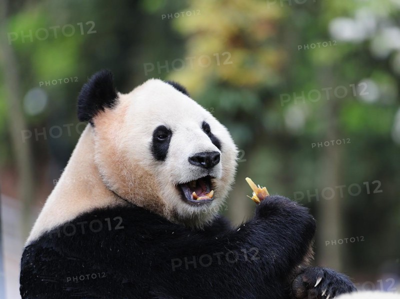 Bifengxia Panda Center, sichuan, china