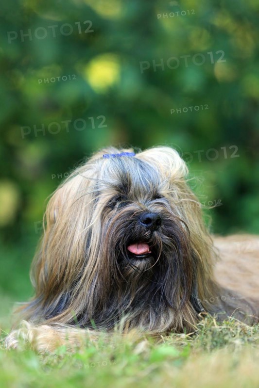 Lhasa Apso