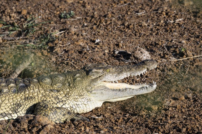 Nile crocodile (Crocodylus niloticus) Mziki Private Game Reserve, North West Province, South Africa, Africa