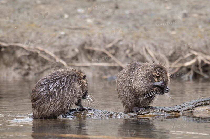 Two nutria (Myocastor coypus), wet, standing on a branch lying in the water, one nutria keeps its face covered with its paws, hiding, profile view, background blurred riverside vegetation, Rombergpark, Dortmund, Ruhr area, Germany, Europe