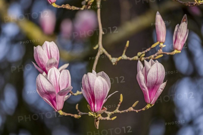 Blossoms of a magnolia (Magnolia), magnolia x soulangeana (Magnolia xsoulangeana), magnolia blossom, Offenbach am Main, Hesse, Germany, Europe