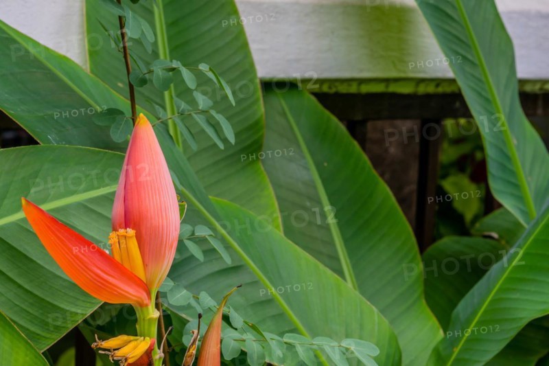 A vibrant banana blossom emerging among lush green tropical leaves, in Chiang Mai, Thailand, Asia